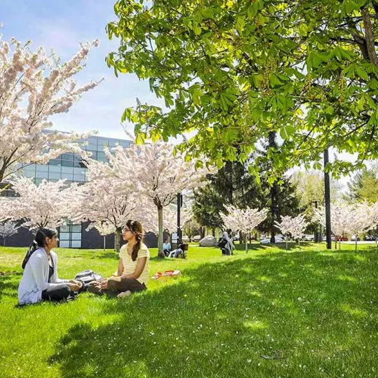 Two students sitting under cherry trees in bloom