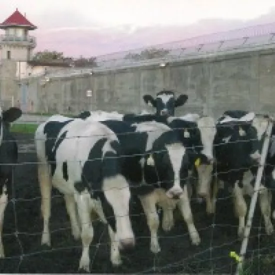 Holstein cattle outside of Frontenac Institution prison