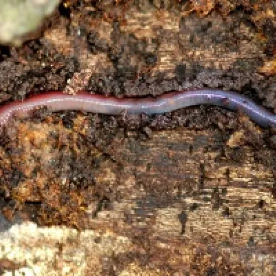 earthworm crawling through soil