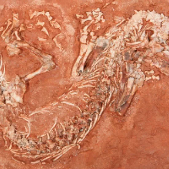 Image of white skeleton on red background