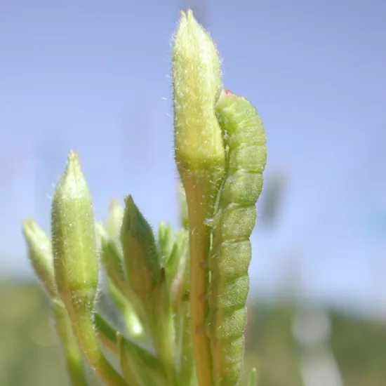 Image of caterpillar on plant