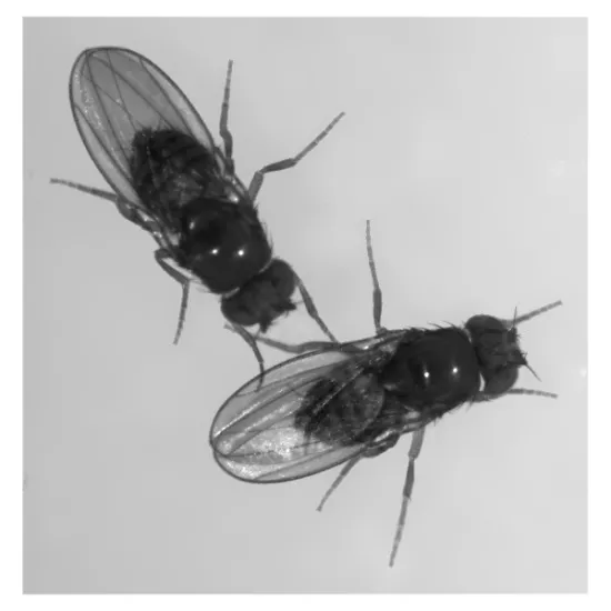 A close-up of two fruit flies