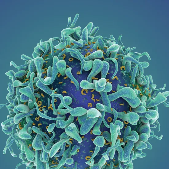 Image of a T-cell