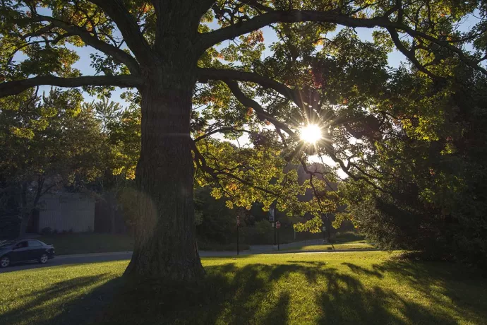 Tree and lush green grass, in front of the UTM library at sunrise 