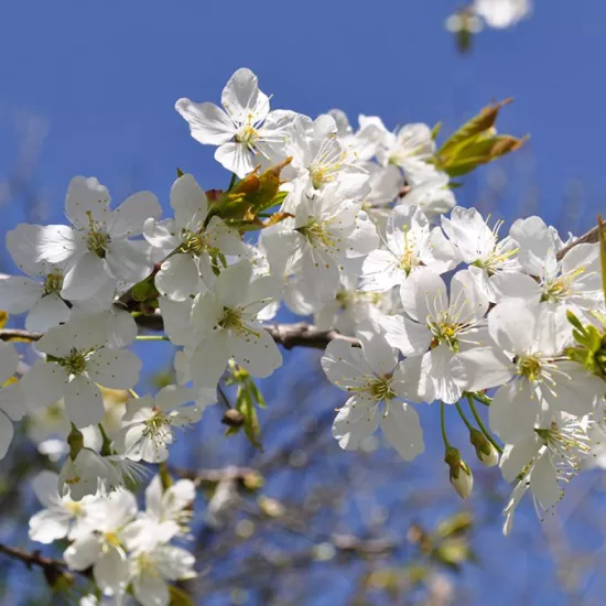 White flowering tree against blue sky
