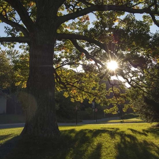Tree and lush green grass, in front of the UTM library at sunrise 