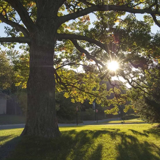 Tree and lush green grass, at sunrise on the UTM campus