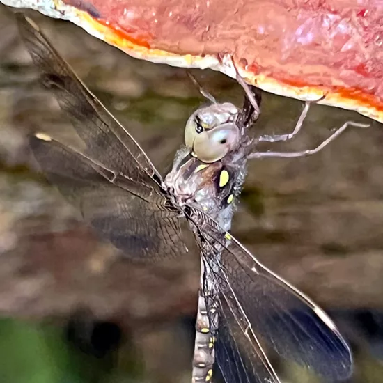 A dragonfly (Boyeria vinosa - ‘Fawn Darner’) delicately balances on a hemlock varnish shelf mushroom (Ganoderma tsuga)
