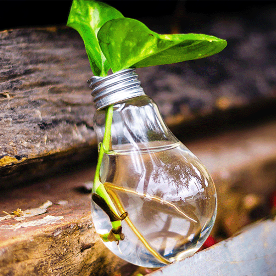 Glass lightbulb with a plant shoot growing from it