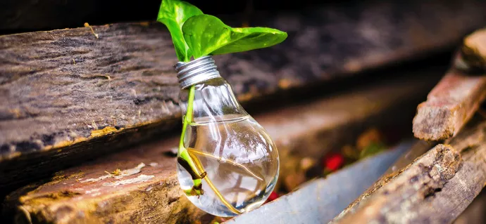Glass lightbulb with a plant shoot growing from it