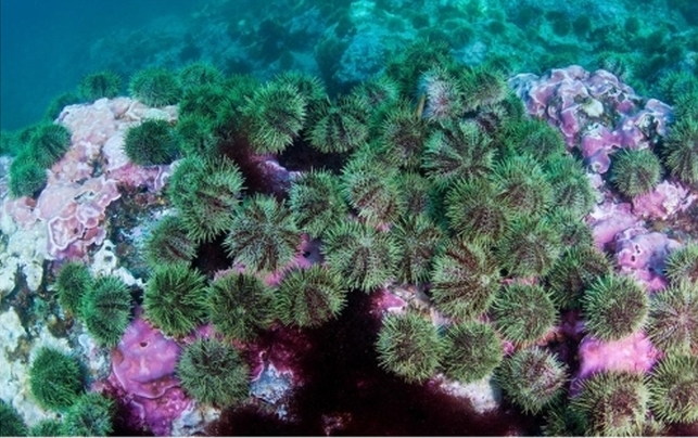 Massive reefs, built slowly over centuries to millennia, are now rapidly eroding because of overgrazing by sea urchins. Grazing has intensified in recent years due to the combined, indirect effects of predator loss and climate change. Photo by J. Tomoleoni/USGS